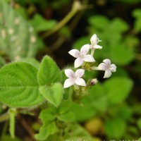 Neanotis monosperma (Wight & Arn.) W.H.Lewis